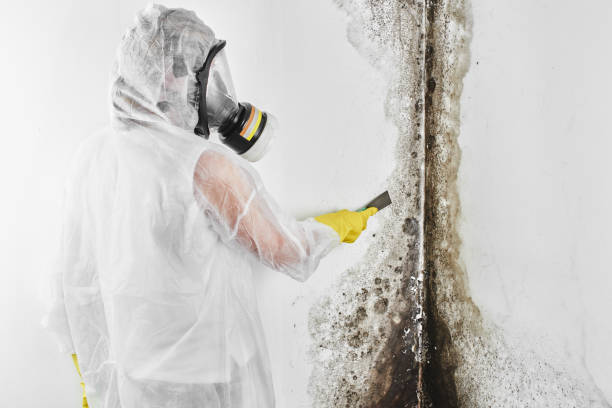 Professional Mold Remediation in Shackle Island, TN